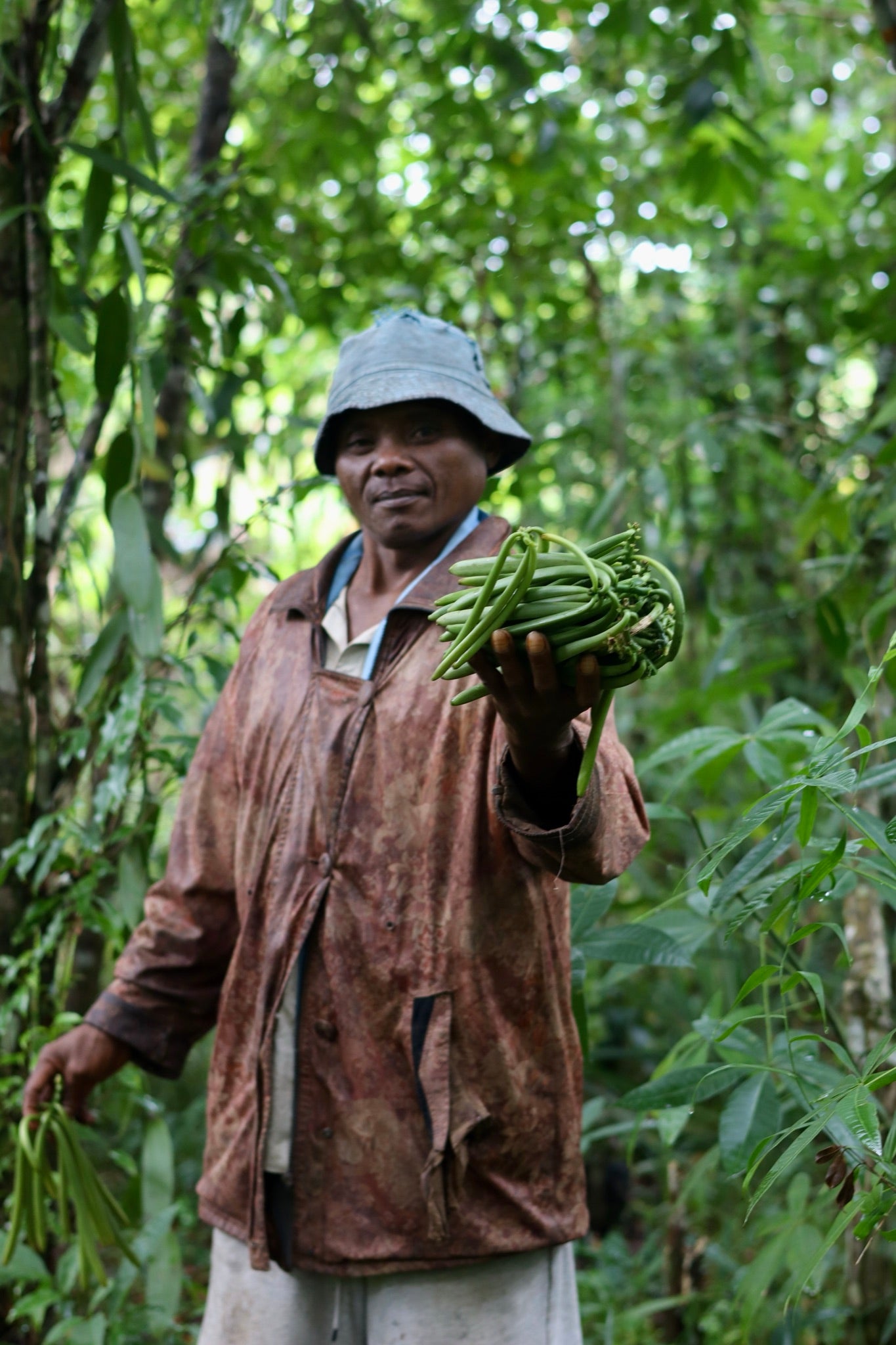 Récolte de gousses de vanille dans la forêt malgache
